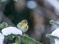Erlenzeisig Männchen Jungvogel